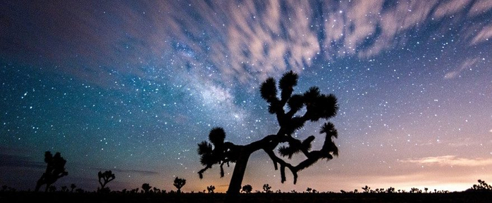 joshua-tree-1075725_1280-e1491240239902 (700x289, 222Kb)