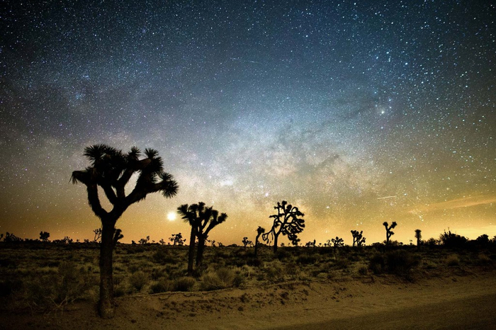 rokinon-24m-f14-joshua-tree1-1024x682 (700x466, 364Kb)