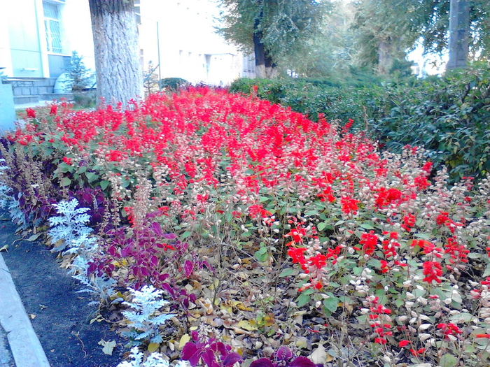 Цветы - 5 ноября в Волгограде от Павла (700x525, 605Kb)