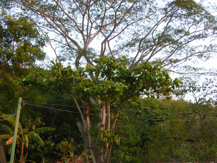 P1340543 (700x525, 650Kb)