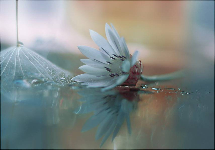 J-Nan-Macro-10 (700x490, 199Kb)