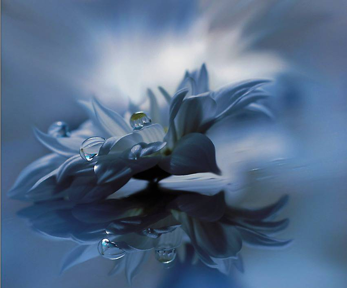 J-Nan-Macro-07 (700x581, 239Kb)