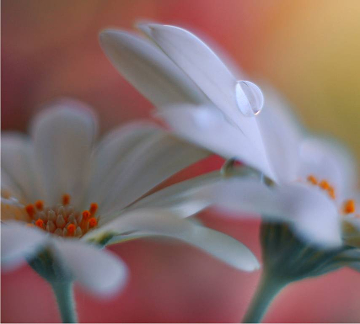 J-Nan-Macro-12 (700x631, 229Kb)