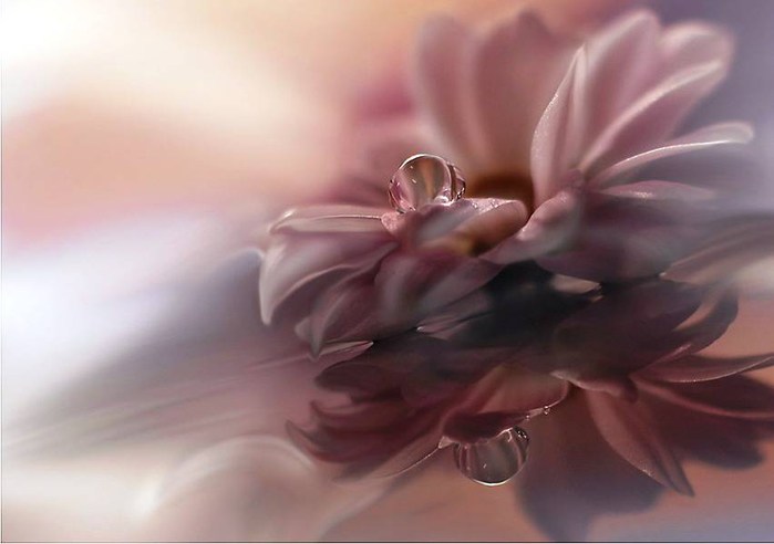 J-Nan-Macro-17 (700x492, 197Kb)