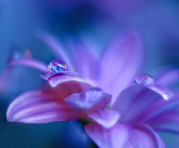 J-Nan-Macro-22 (700x578, 226Kb)