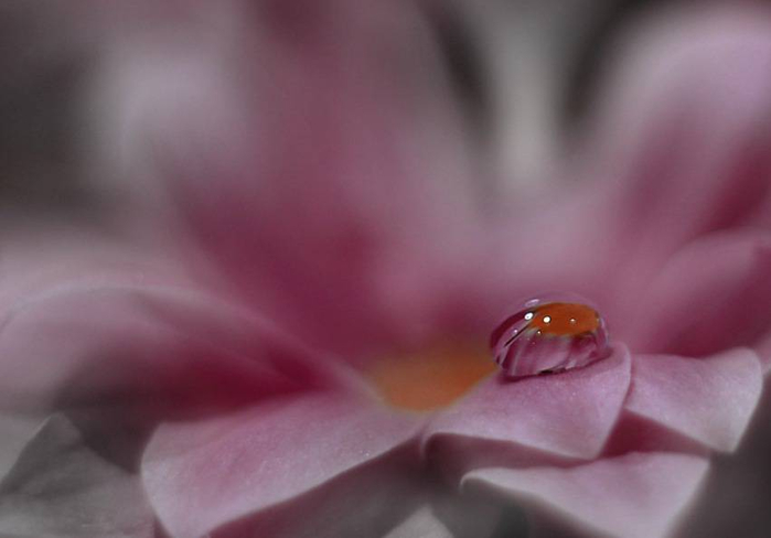J-Nan-Macro-32 (700x488, 154Kb)