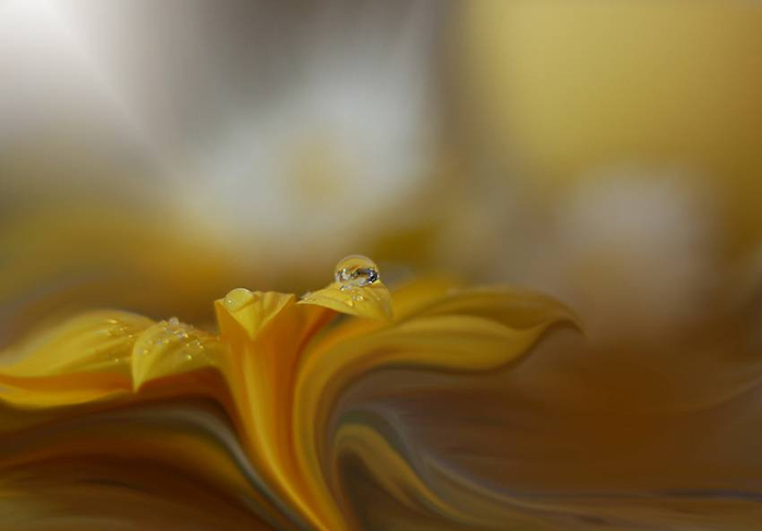 J-Nan-Macro-37 (700x487, 154Kb)