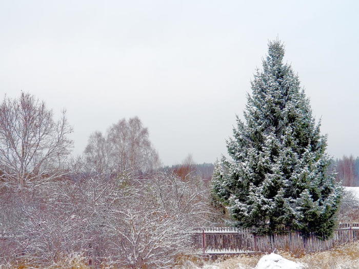 6469237_2018112501 (700x525, 77Kb)