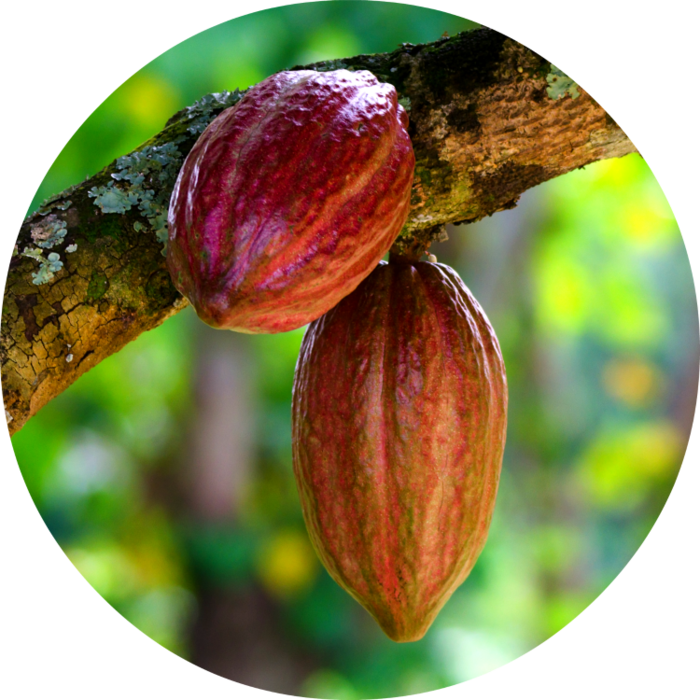 cacao_PNG10 (700x700, 697Kb)