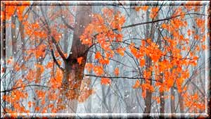 182aff02ba85t (300x169, 19Kb)