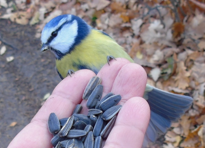 DSC03189 (700x507, 300Kb)