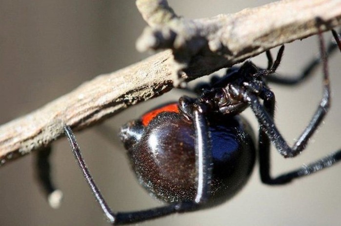 10 самых опасных насекомых в мире
