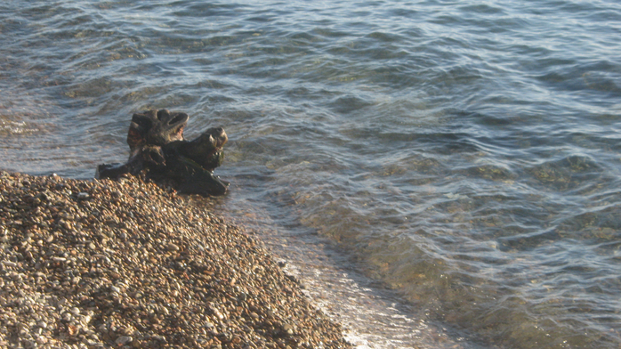 IMG_5490 (700x392, 426Kb)