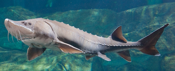 beluga_03 (700x285, 87Kb)