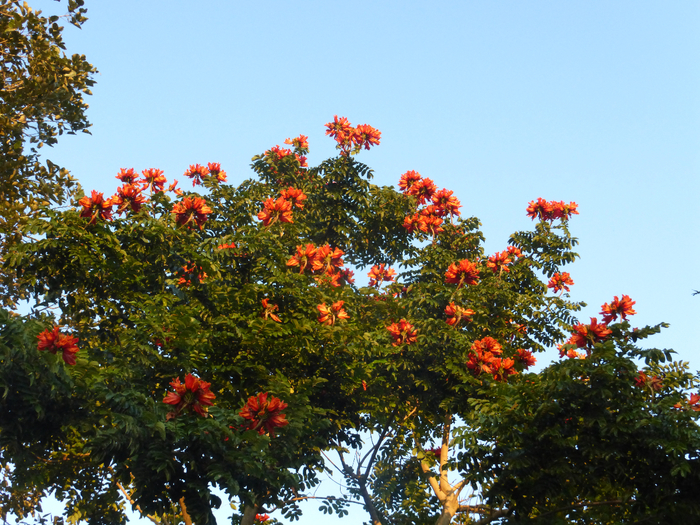 P1340632 (700x525, 591Kb)