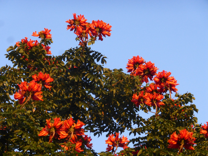 P1340633 (700x525, 579Kb)