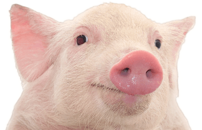 pig_PNG2201 
