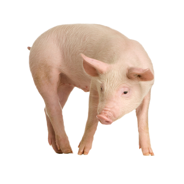 pig_PNG2206 