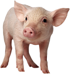 pig_PNG2210 