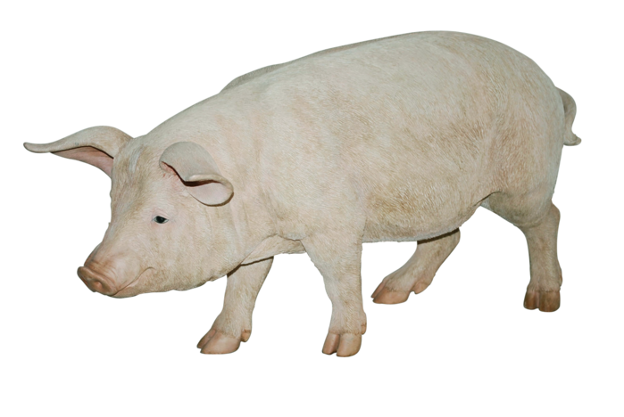 pig_PNG2212 
