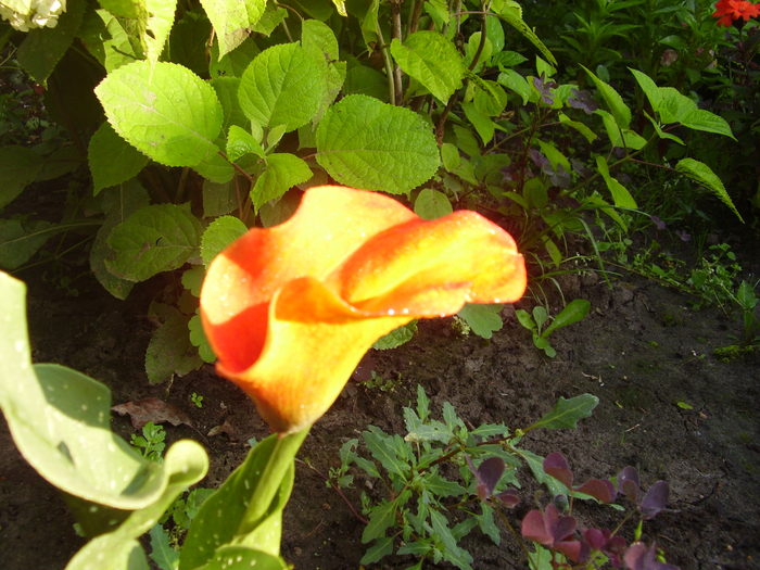P1010156 (700x525, 520Kb)