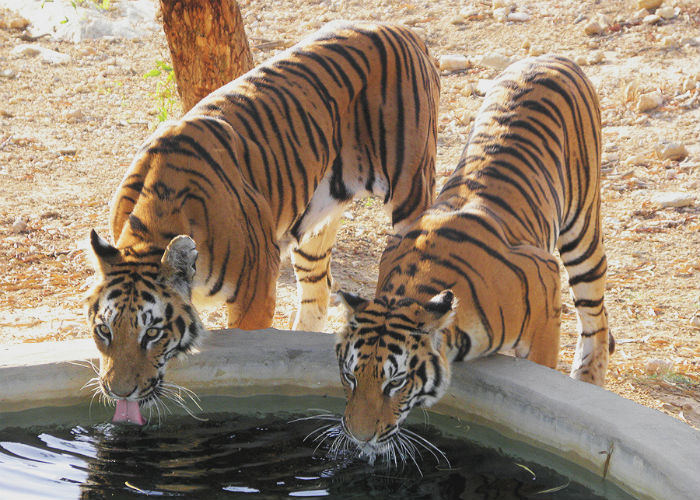 4752699_tigr875k (700x500, 122Kb)