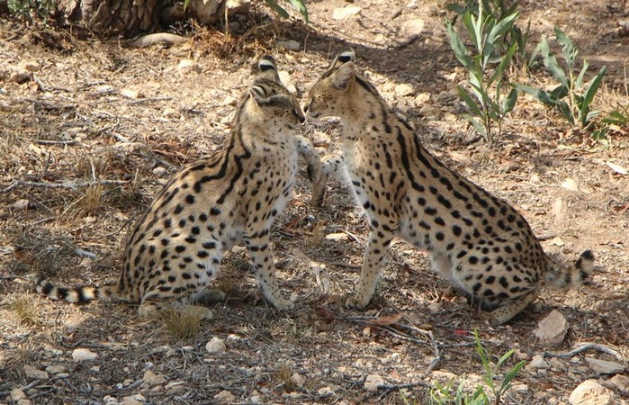 4752699_serval5 (700x450, 160Kb)