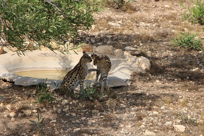 4752699_serval7 (700x467, 158Kb)