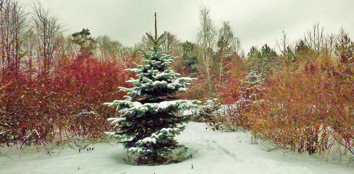 P1070059 (700x345, 97Kb)