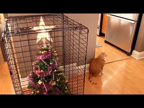 10-ways-to-survive-christmas-with-cats-we-love-cats-and-kittens (480x360, 40Kb)