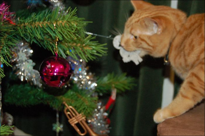 cat_christmas_tree_25 (700x466, 49Kb)