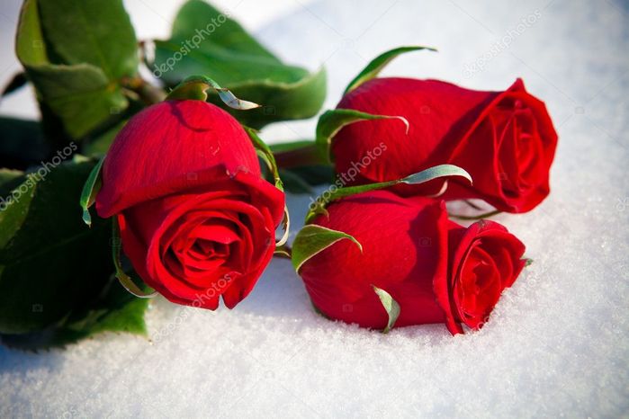 5570014_depositphotos_10007003stockphotoredrosesonsnow (700x466, 47Kb)