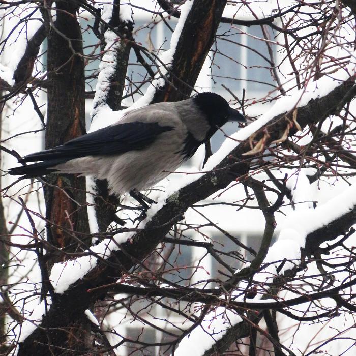 2 вороны 3 сороки. Ворона зимующая. Ворона зимой. Серая ворона зимой. Вороны зимующие птицы.