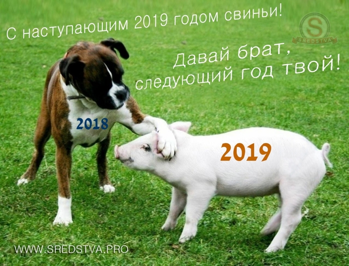 большинстве случаев поздравления от собаки с годом свиньи ему еще над