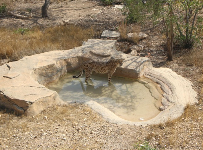4752699_gepard3k (700x519, 107Kb)