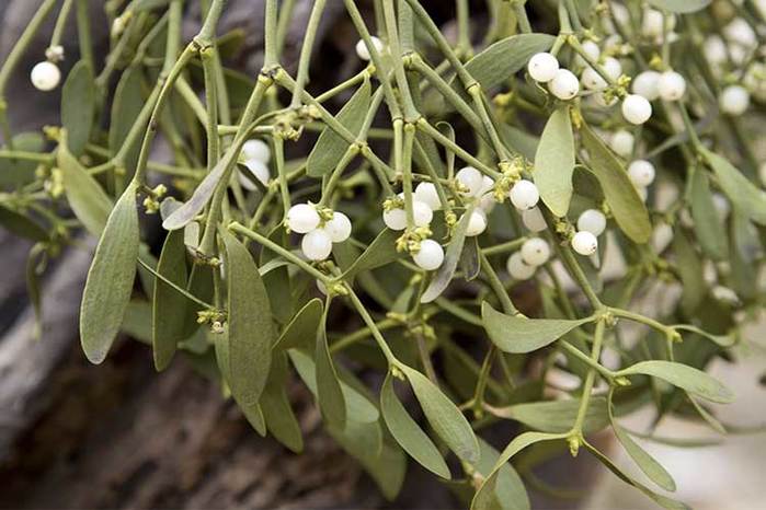 Health-Benefits-of-Mistletoe-big (700x466, 50Kb)