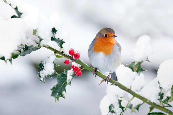 Christmas-robin-ecard (800x565, 231Kb)