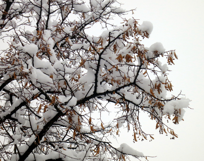 IMG_0050 (700x554, 543Kb)