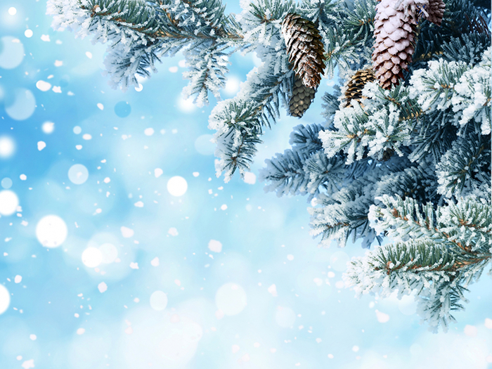 Winter_Branches_Pine_460341 (700x525, 484Kb)