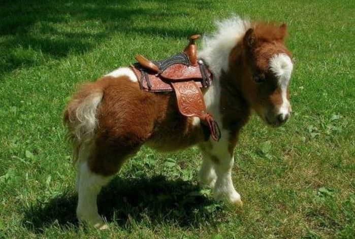 eb9ecb9bf4401f52e2238c59ebc08939--baby-horses-mini-horses (700x471, 75Kb)