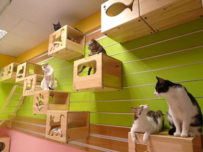 c528888277eff2a53d892f257fb1f4dd--cat-climbing-wall-grump-cat (700x525, 52Kb)