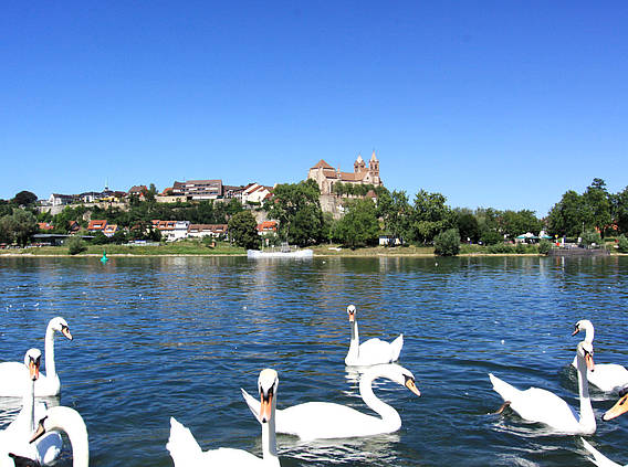 am-muenster-breisach (1040x900, 57Kb)