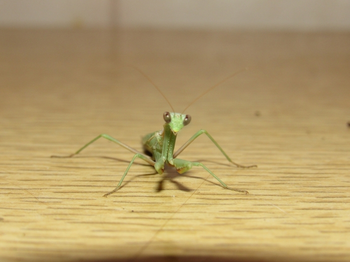 6313355_photo646854 (700x525, 185Kb)