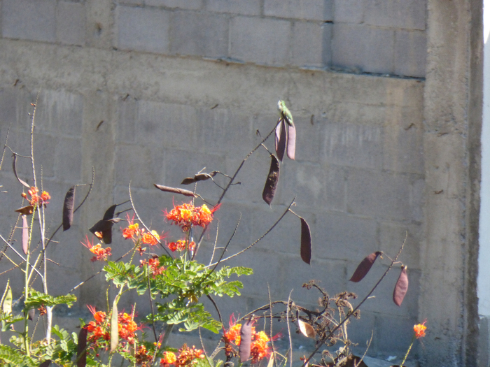 P1350052 (700x525, 444Kb)