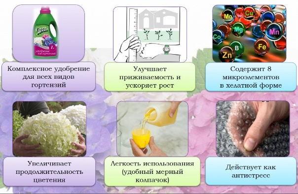 Селитра для гортензии