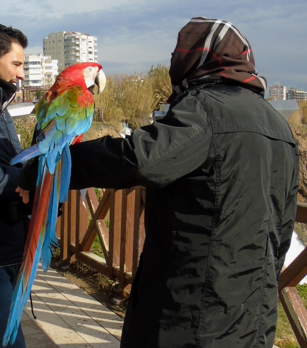 DSC05635 (618x700, 386Kb)