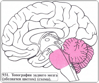 4315980_topografiya_zadnego_mozga (350x293, 59Kb)