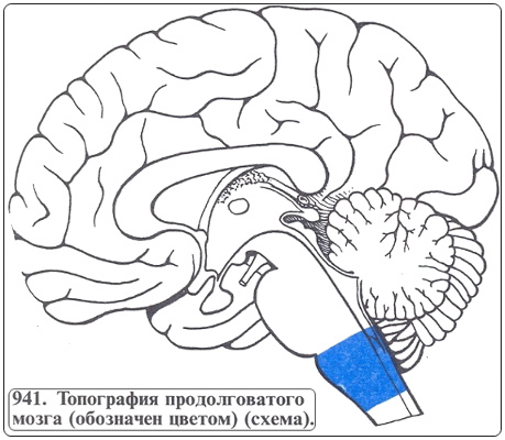 4315980_shema_prodolgovatogo_mozga (459x400, 67Kb)