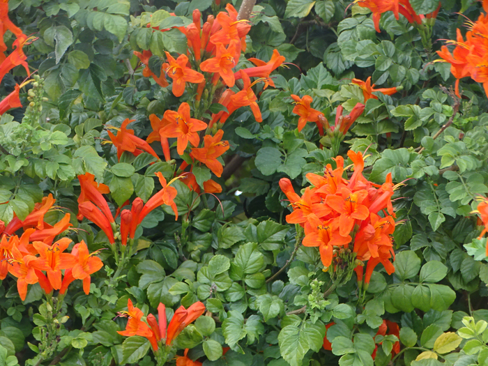 DSC08099 (700x525, 614Kb)