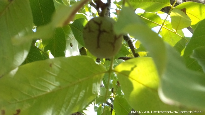 DSC01986 (700x393, 173Kb)
